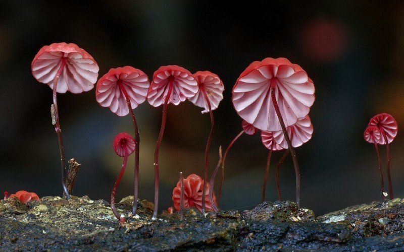 fantastic fungi