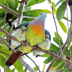 Birds taking care of their babies