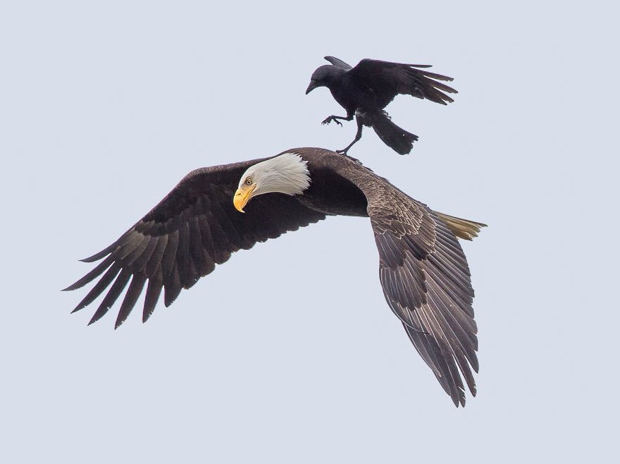 crow rides one eagle