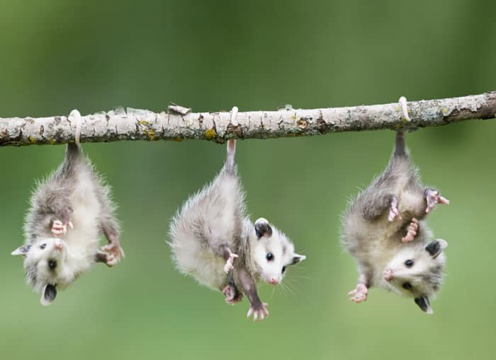 Adorbs Baby Opossums Hanging From Branch