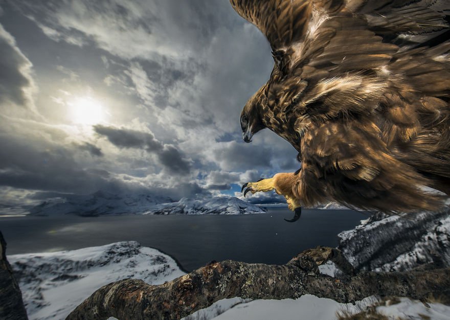 Category Birds Runner-Up 'Golden Eagle Landing' By Audun Rikardsen (No)