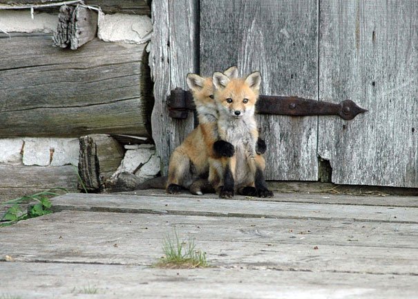 cute baby animals Baby Foxes